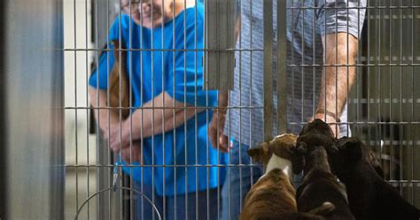 bakersfield city animal shelter|Adopt A Dog .